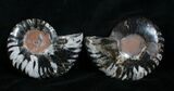 Inch Black Ammonite Pair - Rare Coloration #4322-2